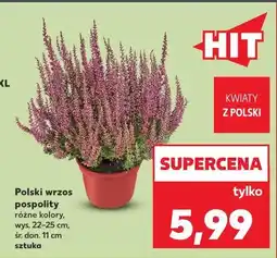 Kaufland Polski wrzos pospolity oferta