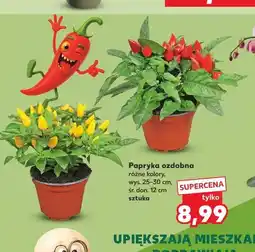 Kaufland Papryka ozdobna oferta