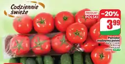 Dino Pomidor malinowy polski oferta