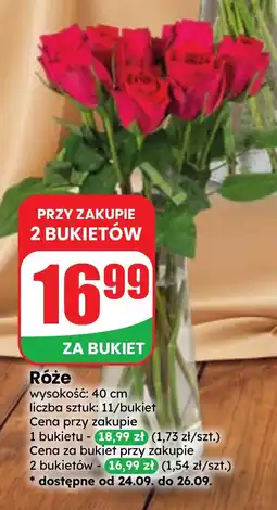 Dino Róże oferta