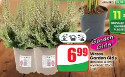 Dino Wrzos Garden Girls oferta