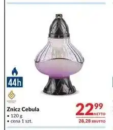 Makro Znicz Cebula Sadownicy oferta