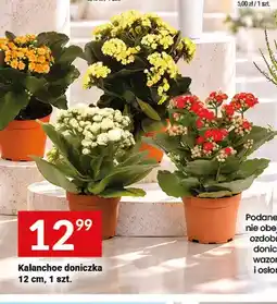 Twój Market Kalanchoe doniczka 12 cm oferta