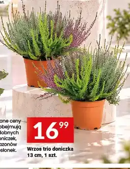 Twój Market Wrzos trio doniczka 13 cm oferta