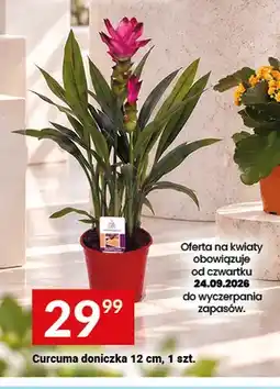 Twój Market Curcuma doniczka 12 cm oferta