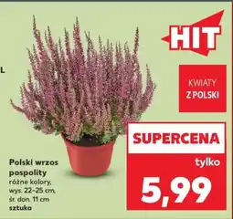 Kaufland Polski wrzos pospolity oferta