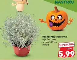 Kaufland Kalocefalus Browna oferta