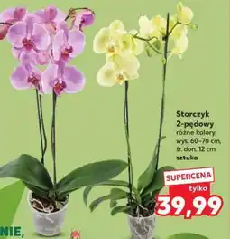 Kaufland Storczyk 2-pędowy oferta