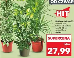 Kaufland Roślina zielona XL oferta