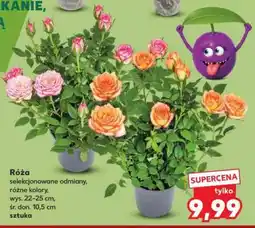 Kaufland Róża oferta
