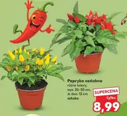 Kaufland Papryka ozdobna oferta