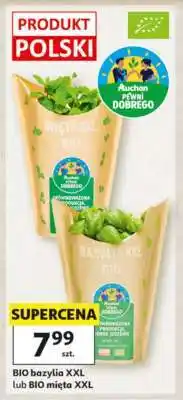 Auchan BIO bazylia XXL lub BIO mięta XXL oferta