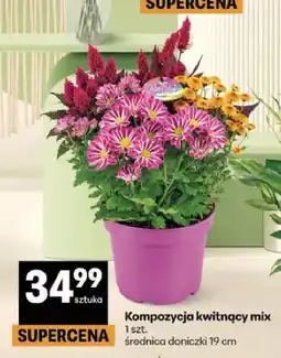 Delikatesy Centrum Kompozycja kwitnący mix oferta