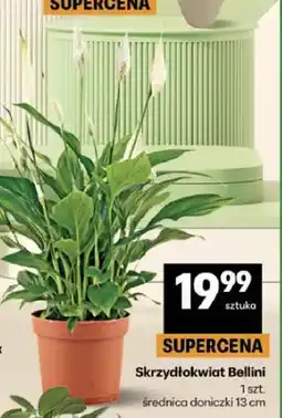 Delikatesy Centrum Skrzydłokwiat Bellini oferta