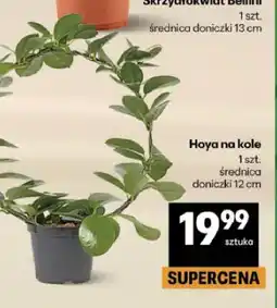 Delikatesy Centrum Hoya na kole oferta