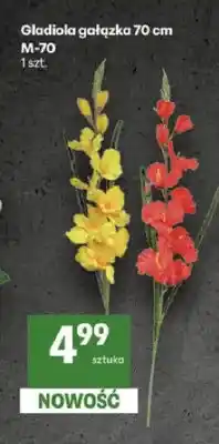 Delikatesy Centrum Gladiola gałązka 70 cm M-70 oferta