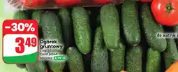 Dino Ogórki gruntowe oferta
