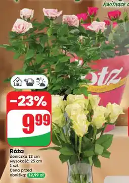 Dino Róża oferta
