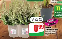 Dino Wrzos Garden Girls oferta