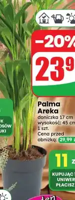 Dino Palma Areka oferta