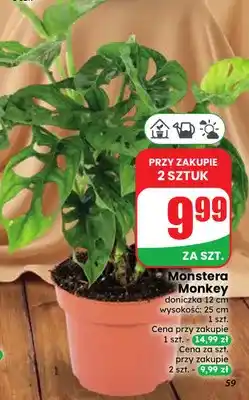 Dino Monstera Monkey oferta