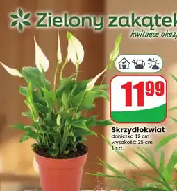 Dino Skrzydłokwiat oferta