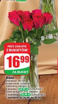 Dino Róże oferta