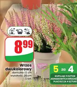 Dino Wrzos dwukolorowy Garden Girls oferta