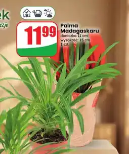 Dino Palma Madagaskaru oferta
