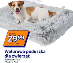 Action Welurowa poduszka dla zwierząt oferta