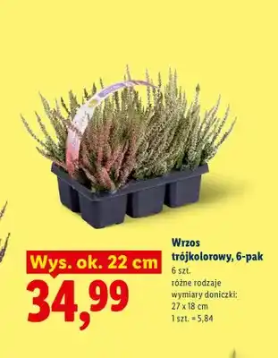 Lidl Wrzos trójkolorowy 6-pak oferta