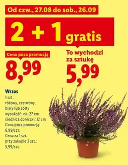 Lidl Wrzos oferta