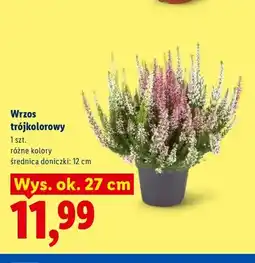 Lidl Wrzos trójkolorowy oferta