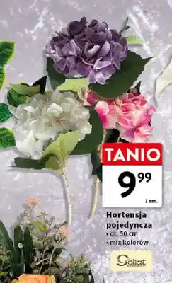 Intermarche Hortensja pojedyncza Goliat oferta