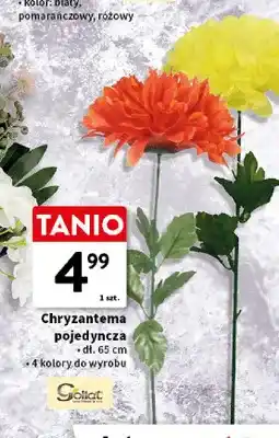 Intermarche Chryzantema pojedyncza Goliat oferta