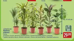 ALDI Roślina zielona Dracena obrzeżona Gardenline oferta