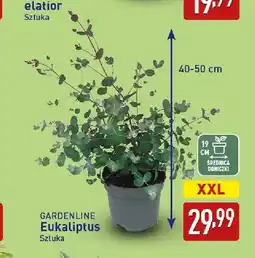 ALDI Eukaliptus Gardenline oferta