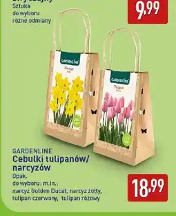 ALDI Cebulki narcyz żółty Gardenline oferta