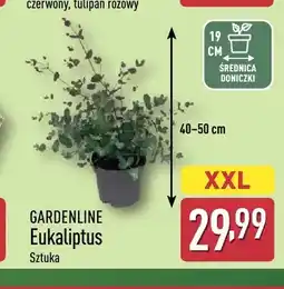 ALDI Eukaliptus Gardenline oferta