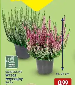 ALDI Wrzos zwyczajny Gardenline oferta