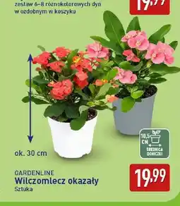 ALDI Wilczomlecz okazały Gardenline oferta