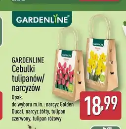 ALDI Cebulki narcyz Golden Ducat Gardenline oferta