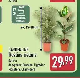 ALDI Roślina zielona Dracena Gardenline oferta