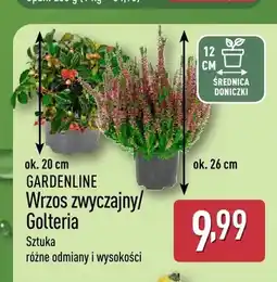 ALDI Wrzos zwyczajny Gardenline oferta