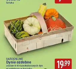 ALDI Dynie ozdobne Gardenline oferta