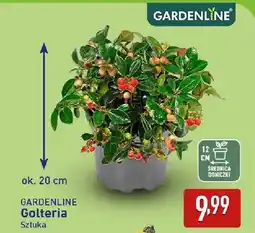 ALDI Golteria Gardenline oferta