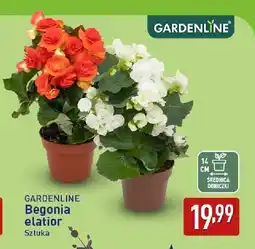 ALDI Begonia elatior Gardenline oferta