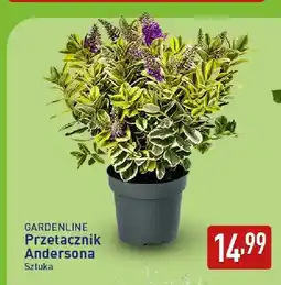 ALDI Przetacznik Andersona Gardenline oferta