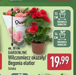 ALDI Wilczomlecz okazały Gardenline oferta