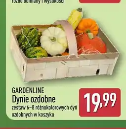 ALDI Dynie ozdobne Gardenline oferta